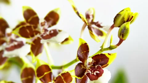 Opening Orchid Flower Видео 46733565