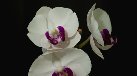 Opening Orchid  Timelapse  1B wide reverse Stock Footage 8522775