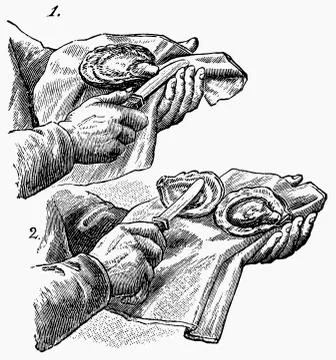 Opening oysters (illustration) Illustrazione stock