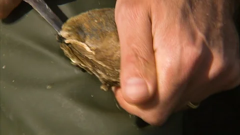 Opening an oysters shell Stock Footage 86223380