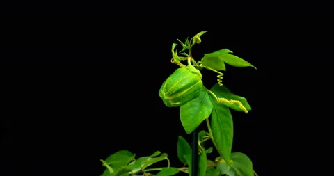The opening of Passiflora flower on black background Stock Footage 107287478