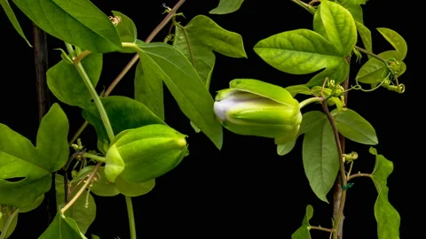 The opening of Passiflora flower on black background close up. 4K Video stock 120685444