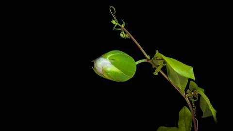 The opening of Passiflora flower on black background close up. 4K Stock Footage 121118605