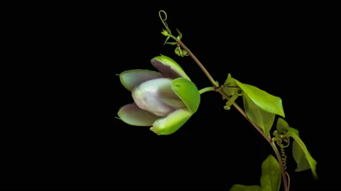 The opening of Passiflora flower on black background close up. 4K Stock Footage 121162356
