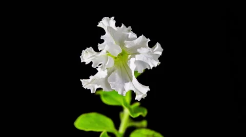 Opening Petunia Flower 스톡 동영상 62965078