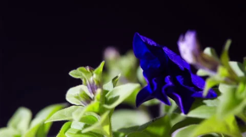 Opening Petunia Flower Видео 63559106