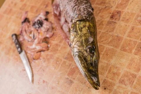OPENING PIKE FISH Stock Photos