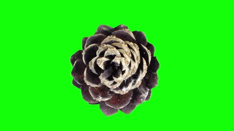 Opening pine cone against green CHROMA key background Stock Footage 327539550