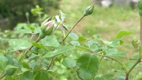 Opening pink bud and closed green rose bud among foliage swaying in the wind Stock Footage 336399948