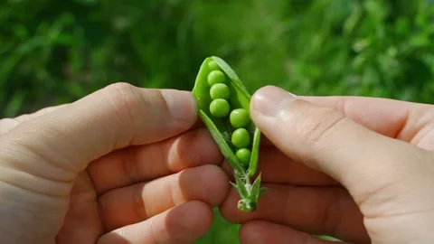 Opening a pod with peas, close-up Stock Footage 314249506
