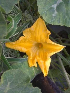 Opening a Pumpkin Flower Stock Photos