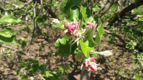 Opening Red Buds Blooming of an Apple tree in spring close up – Crimea 3 Stock Footage 89328423