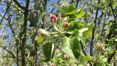 Opening Red Buds Blooming of an Apple tree in spring close up – Crimea 2 Stock Footage 89328456
