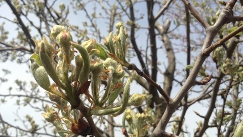 Opening Red Buds of a Pear tree in spring close up  – Crimea Stock Footage 89326472