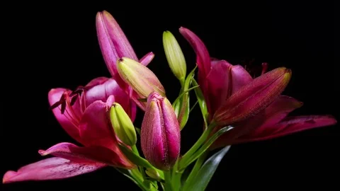 Opening Red Lily Flower Stock Footage 79843433