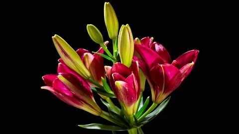 Opening Red Lily Flower Видео 80546871