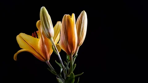 Opening Red Lily Flower Stock Footage 116721322