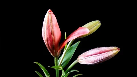 Opening Red Lily Flower Stock Footage 117815468