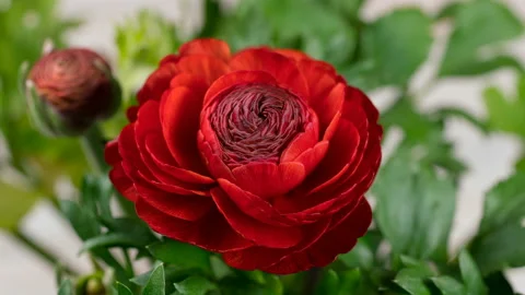 Opening red ranunculus flower Stock Footage 87044716
