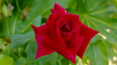 Opening red rose Stock Photos