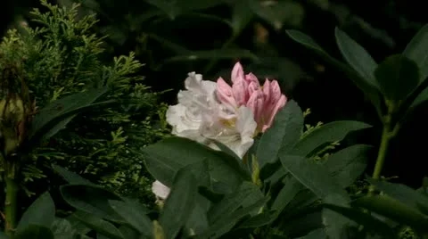 Opening Rhododendron 動画素材 10919432