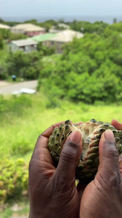 Opening a ripe sugar apple Stock Footage 314808090