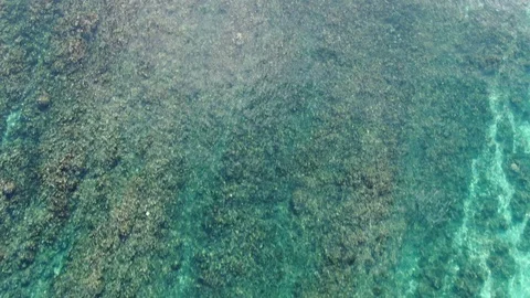 Opening scene moving over shallow ocean surface with coral bottom Stock Footage 120427599