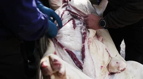 Opening slaughtered pig Vídeo Stock 47931552