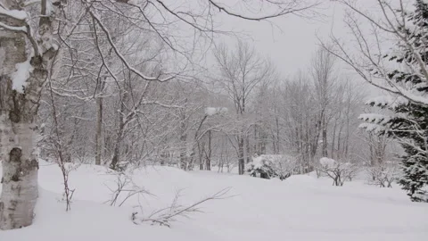 Opening In Snowy Forest Japan Stock Footage 239654825