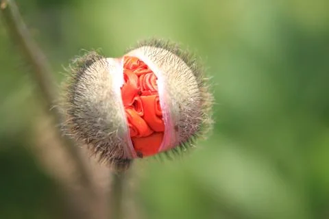 Opening spring flower bud Stock Photos