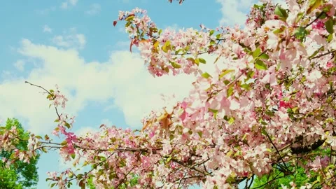 Opening Spring Sakura flowers on Cherry tree, Flowering Cherry blossom flowers Stock Footage 251819170