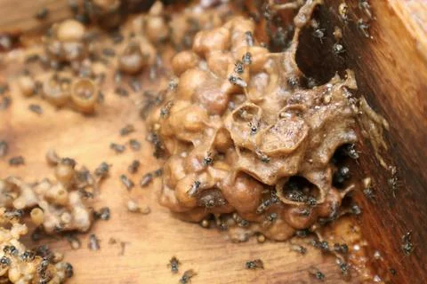 Opening stingless bee hive box showing internal honey pots and pollen pots Stock Photos