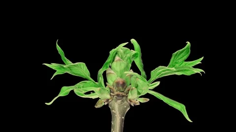 Opening Of Tree Buds Time-Lapse Stock Footage 115843309