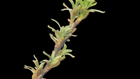 Opening Of Tree Buds Time-Lapse Stock Footage 115844103