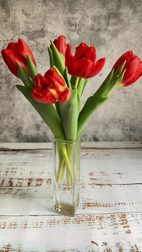 Opening tulips Video stock 231712292