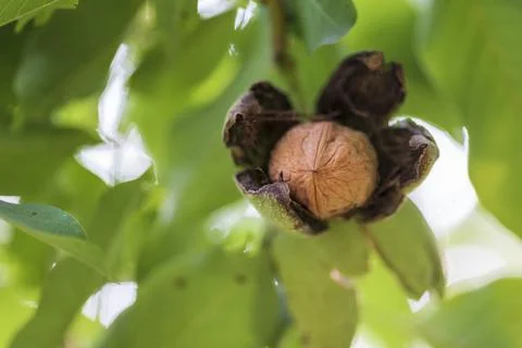 Opening walnut shell Stock Photos