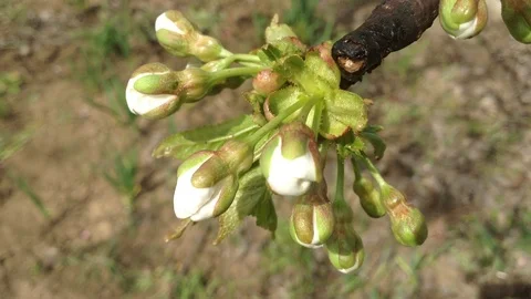 Opening White Buds of a Cherry tree  Prunus avium in spring close up  – Crimea Stock Footage 89326803