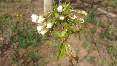 Opening White Buds of a Cherry tree Prunus avium in spring close up and Grass Stock Footage 89326810