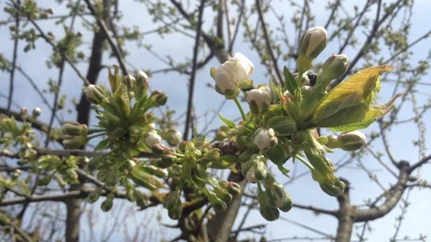 Opening White Buds of a Cherry tree Prunus avium in spring close up and Sky Stock Footage 89326880