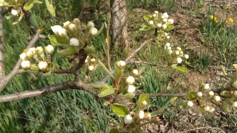 Opening White Buds of a Pear tree in spring close up and Grass – Crimea Stock Footage 89326410
