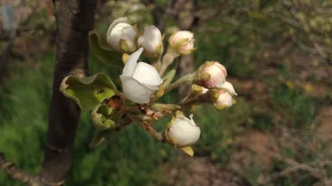 Opening White Buds of a Pear tree in spring And Grass close up  – Crimea Stock Footage 89326462
