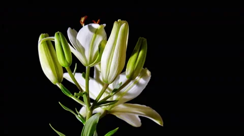 Opening White Lily Flower 스톡 동영상 54452671