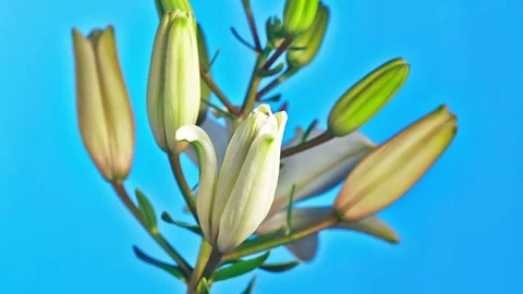 Opening White Lily Flower 库存影片 80528181