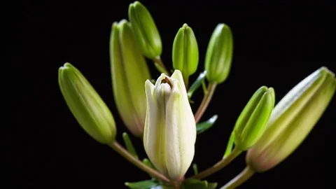 Opening White Lily Flower Stock Footage 80795426