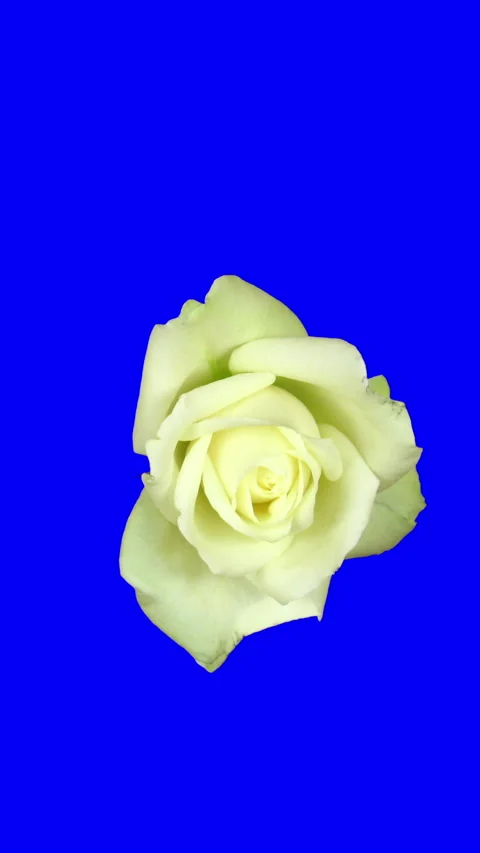 Opening white rose on blue CHROMA key, top view, vertical orientation Stock Footage 334650034