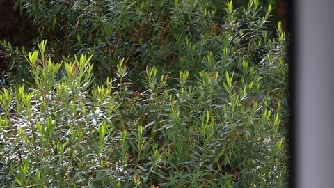 Opening window with view on park with green plants nerium after rain Video stock 107185943