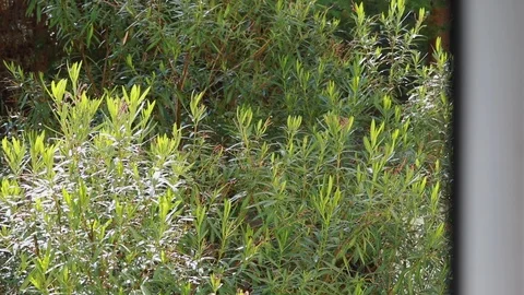 Opening window with view on park with green plants nerium after rain Video stock 107186040