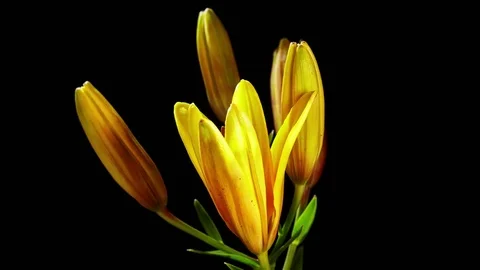 Opening Yellow Lily Flower 스톡 동영상 80547061