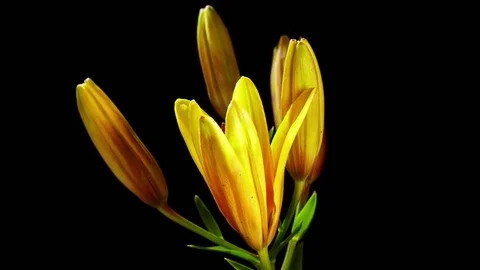 Opening Yellow Lily Flower 스톡 동영상 80795416