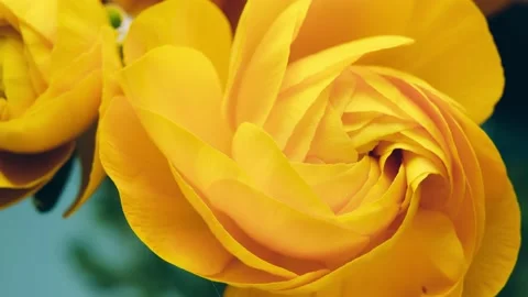 Opening of yellow ranunculus flower time lapse Stock Footage 171884394